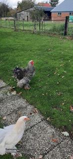 Mooie haan, Dieren en Toebehoren, Pluimvee, Mannelijk, Kip