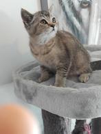 Britse korthaar kittens, Dieren en Toebehoren, Katten en Kittens | Raskatten | Korthaar, Poes, Ontwormd