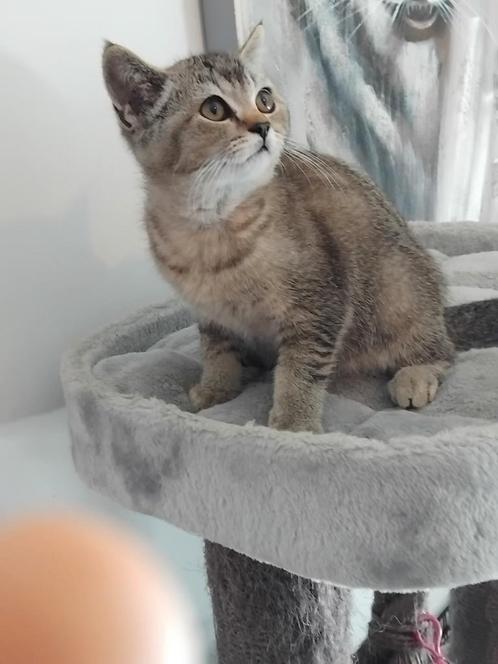 Britse korthaar kittens, Dieren en Toebehoren, Katten en Kittens | Raskatten | Korthaar, Poes, Ontwormd, Ingeënt