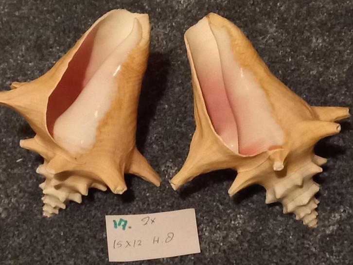 2 Mooie Fossiele Schelpen. 15 x 12 x 8 cm. div. kleuren, Verzamelen, Mineralen en Fossielen, Schelp(en), Ophalen