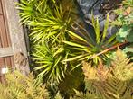 KRABBESCHEER ZEER STERKE VIJVERPLANT, Tuin en Terras, Volle zon, Groenteplanten, Eenjarig, Ophalen of Verzenden