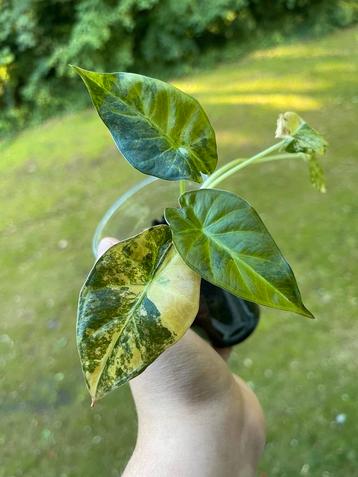 Alocasia Regal Shields super veel Variegata beschikbaar voor biedingen