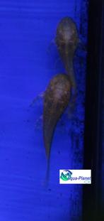 Ancistrus spec. "Gold", Dieren en Toebehoren, Vis, Zoetwatervis