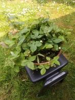 Bosaardbeien in schaal (Fragaria Vesca), Tuin en Terras, Planten | Tuinplanten, Ophalen, Bodembedekkers, Vaste plant, Halfschaduw