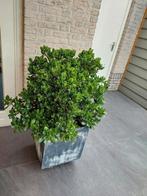 Grote vetplant + pot, Ophalen