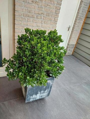 Grote vetplant + pot beschikbaar voor biedingen