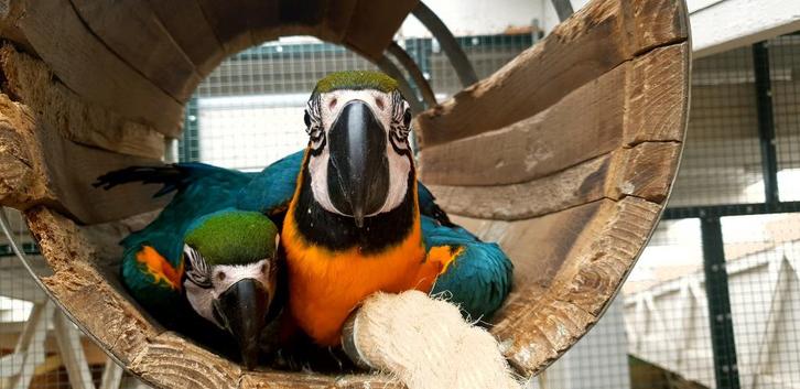 Ara | div soorten beschikbaar | Lief | getest, Dieren en Toebehoren, Vogels | Parkieten en Papegaaien, Papegaai, Meerdere dieren