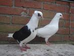 Sierduifjes *, Dieren en Toebehoren, Vogels | Duiven