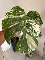Monstera albo variegata, In pot, Minder dan 100 cm, Groene kamerplant, Halfschaduw