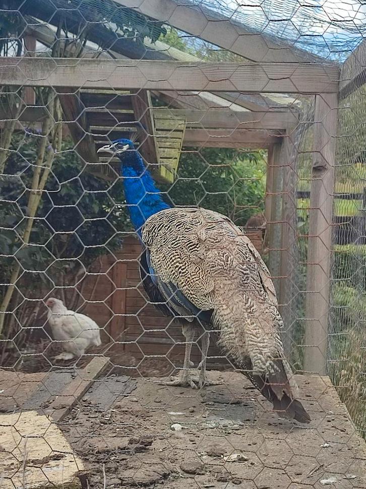 Pauwen haan jong juli 2024, Dieren en Toebehoren, Pluimvee, Overige soorten, Mannelijk