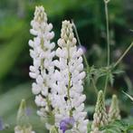 Lupines zaden Noble Maiden (wit) - nog 2 zakjes, Verzenden, Volle zon