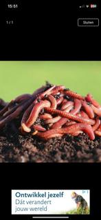 Gezocht: compost wormen voor wormenhotel, Tuin en Terras, Aarde en Mest, Ophalen of Verzenden, Compost