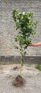 Hibiscus wit, ca 1.70m hoog en ca 15/20jr oud excl pot, Ophalen, Zomer, Volle zon, Overige soorten