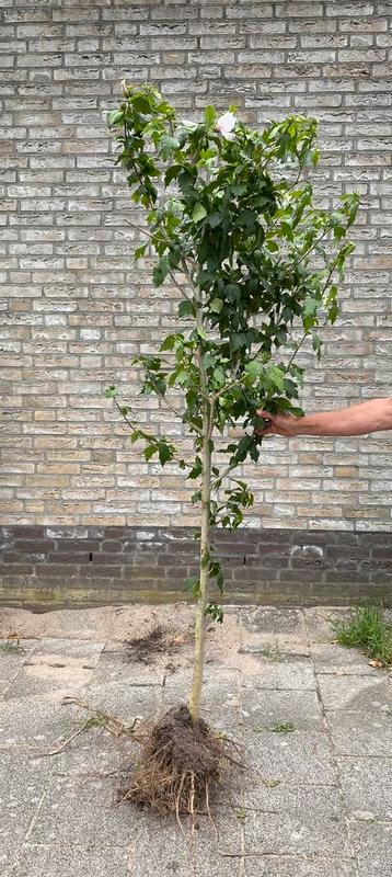 Hibiscus wit, ca 1.70m hoog en ca 15/20jr oud excl pot beschikbaar voor biedingen