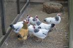 3 Sussex kriel hennen wit zwartcolumbia te koop, Dieren en Toebehoren, Pluimvee, Vrouwelijk, Kip