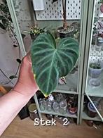 Stekje– Philodendron Verrucosum Shiny, Huis en Inrichting, Kamerplanten, Groene kamerplant, Ophalen, Overige soorten, Minder dan 100 cm