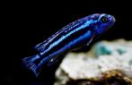 1x maingano malawi cichlide 10cm te koop[, Dieren en Toebehoren, Vis