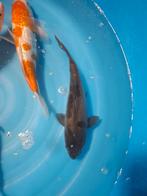 Doitsu metallic ochiba, Dieren en Toebehoren, Vissen | Vijvervissen, Karper of Koi