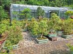 Pre bonsai acer palmatum, Overige soorten, Lente, Minder dan 100 cm, Ophalen