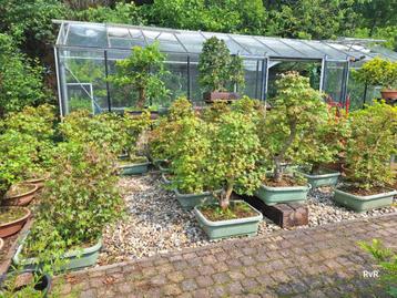  Pre bonsai acer palmatum beschikbaar voor biedingen