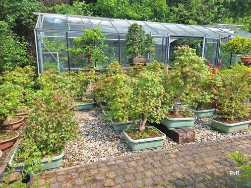 Pre bonsai acer palmatum, Tuin en Terras, Planten | Bomen, Overige soorten, Minder dan 100 cm, Volle zon, Lente, In pot, Ophalen