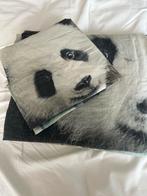 Koala Beertje Hoeslaken en Sloop - Eenpersoons, Ophalen, Eenpersoons, Zo goed als nieuw, Wit