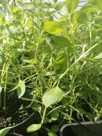 Thaise basilicum planten 2,00 euro per stuk., Volle zon, Groenteplanten, Eenjarig, Ophalen of Verzenden