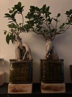 Planten, Ophalen, Halfschaduw, Minder dan 100 cm