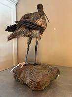 WULP TAXEDERMIE, Ophalen, Gebruikt, Beeldje of Figuurtje