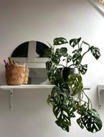 Monstera Adansonii - Gatenplant, Overige soorten, In pot, Minder dan 100 cm, Groene kamerplant