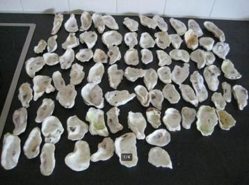 75 x Oesterschelpen maat M/L gewassen/gespoeld €. 35,- beschikbaar voor biedingen