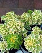 Sedum Atlantis  bodembedekker  vaste plant, Tuin en Terras, Planten | Tuinplanten, Ophalen, Bodembedekkers, Volle zon, Vaste plant