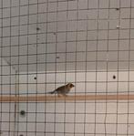 Cubavinken/poppen, Dieren en Toebehoren, Vogels | Overige Vogels, Vrouwelijk