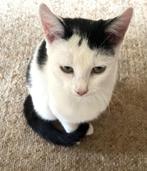 Lieve en aanhankelijke kittens aangeboden, Dieren en Toebehoren, Katten en Kittens | Raskatten | Korthaar, Meerdere dieren, Ontwormd