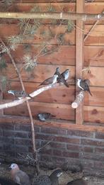 Tamboerijnduif tamboerijnduiven tamboerijn, Dieren en Toebehoren, Meerdere dieren