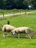 te koop swifter  ram /ooi lammeren, Dieren en Toebehoren, Schapen, Geiten en Varkens, Meerdere dieren, Schaap, 0 tot 2 jaar