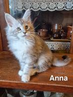 Maine Coon kittens met stamboom - ouders getest, Dieren en Toebehoren, Katten en Kittens | Raskatten | Langhaar, Meerdere dieren