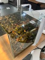 Aquarium conpleet Superfish QubiQ 30, Dieren en Toebehoren, Ophalen, Zo goed als nieuw, Gevuld zoetwateraquarium