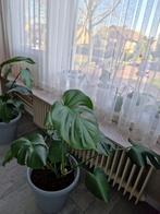 Monstera deliciosa, Ophalen, Overige soorten, Minder dan 100 cm