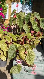 Begonia Oldemor, bloeiende kamerplant,3 planten, los te koop, Huis en Inrichting, Kamerplanten, Ophalen, Overige soorten, Halfschaduw