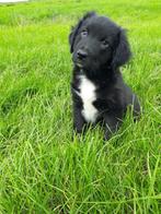 Friese Stabij X Border  Collie pups, CDV (hondenziekte), 8 tot 15 weken, Meerdere, Nederland