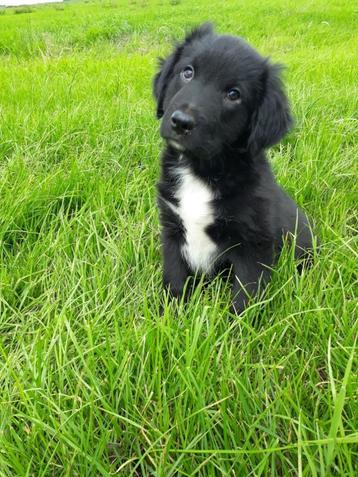 Friese Stabij X Border  Collie pups beschikbaar voor biedingen