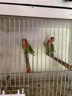 Te koop 1 koppel agaprnis roseicollie, Dieren en Toebehoren, Meerdere dieren, Dwergpapegaai of Agapornis