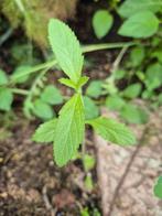 Zaailingen ijzerhard, bio, paarse bloemen vaste plant, Tuin en Terras, Planten | Tuinplanten, Ophalen, Zomer, Overige soorten