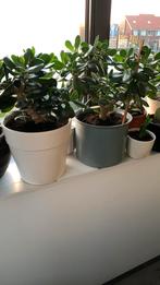 Vet planten grote potten pp €15, Ophalen of Verzenden, Halfschaduw, Minder dan 100 cm