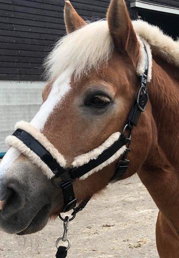 Eskadron Halster Halstertouw Zwart Lak Bont Full beschikbaar voor biedingen