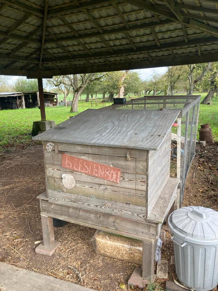 Gratis: kippenhok met ren en kip, Dieren en Toebehoren, Vogels | Hokken en Kooien, Gebruikt, Volière, Hout, Ophalen