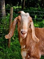 Nubische geit (gecastreerde bok), Dieren en Toebehoren, Schapen, Geiten en Varkens, Mannelijk, Geit, 3 tot 5 jaar