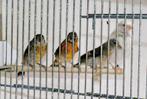 4 kapoetsensijzen 1 man 4 popjes, Meerdere dieren, Tropenvogel