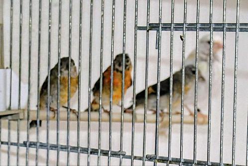 4 kapoetsensijzen 1 man 4 popjes, Dieren en Toebehoren, Vogels | Overige Vogels, Tropenvogel, Meerdere dieren